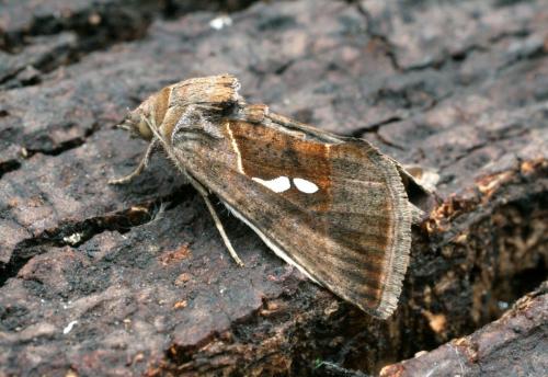 Macdunnoughia confusa